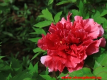 汶上蓮花湖濕地牡丹花開(kāi)了，真漂亮